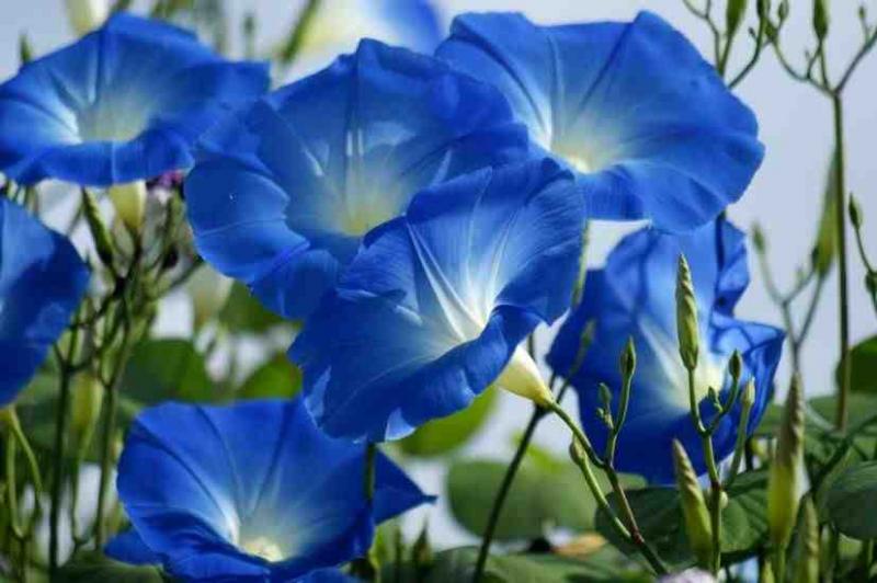 Beautiful Blue Flowers in the world